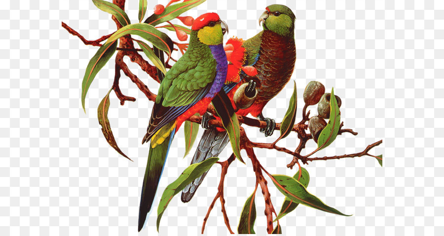 Vogel Amazon parrot Clip art - farbige Papagei