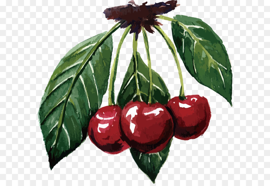 Cherry Này Trái Cây Varenye - Màu đỏ anh đào tơ
