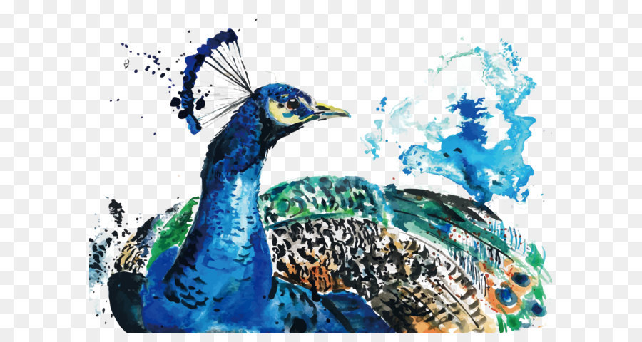 Aquarell-Malerei Pfau - Vektor Aquarell peacock