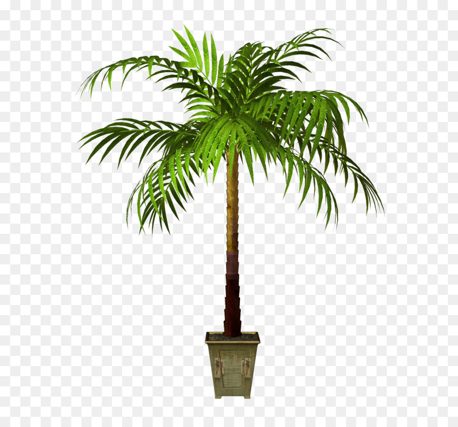 Vaso di fiori Asiatici palmyra palm pianta d'appartamento - piante