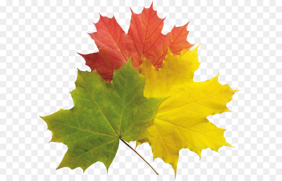 Herbst Blatt, Farbe, Herbst Blatt, Farbe - Herbst Blätter PNG