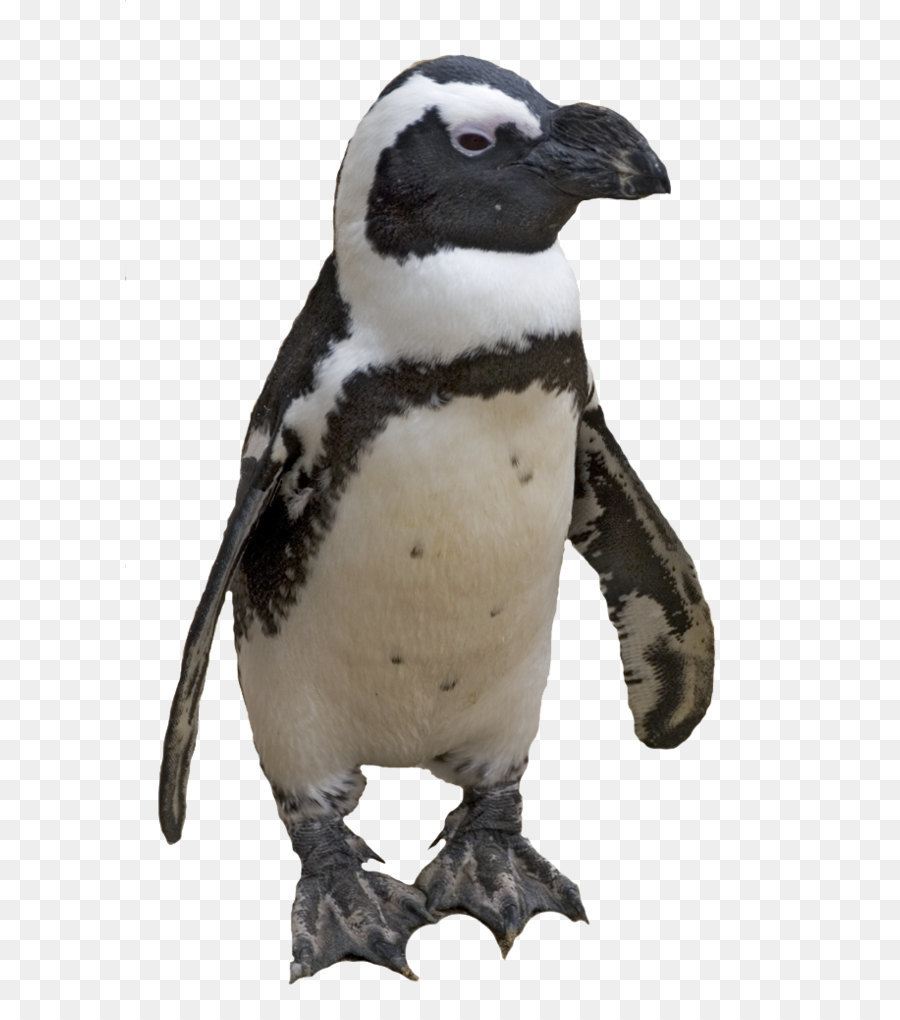 Pinguino Tux file di Computer - Pinguino immagine PNG