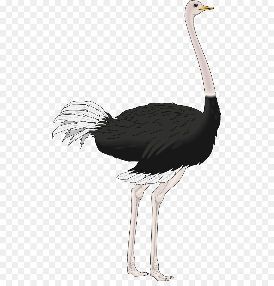Common ostrich Royalty free clipart - Strauß png