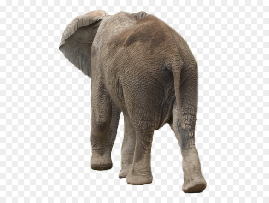 Africano, elefante, elefante Asiatico - Elephant PNG
