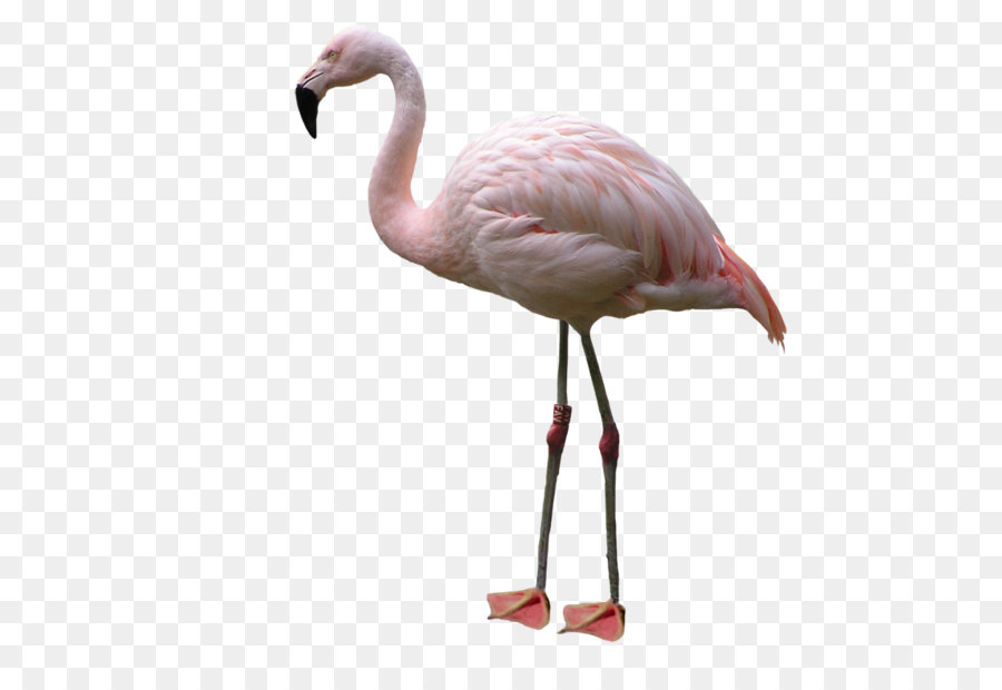 Uccello fenicottero americano - Flamingo PNG
