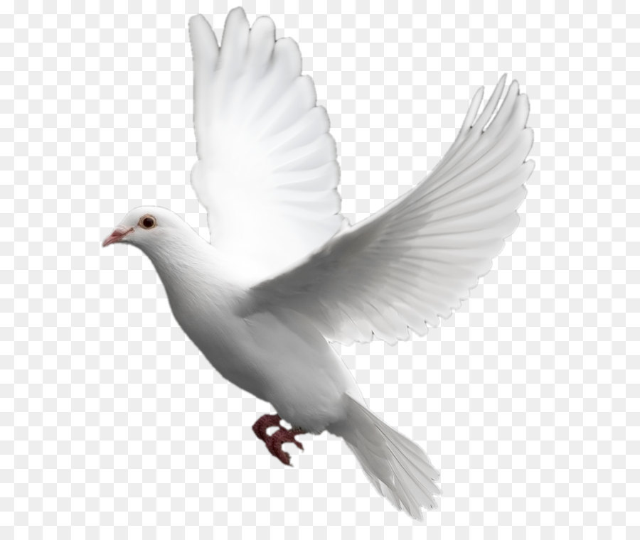 Piccioni domestici, Columbidi Uccello - Bianco flying pigeon immagine PNG