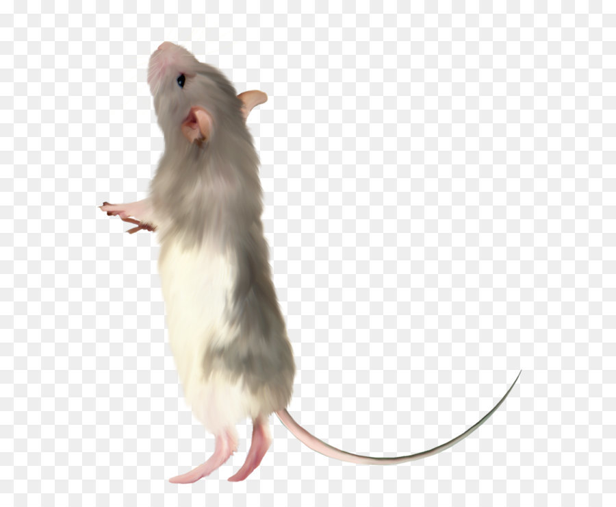 máy tính, chuột - chuột, rat ảnh