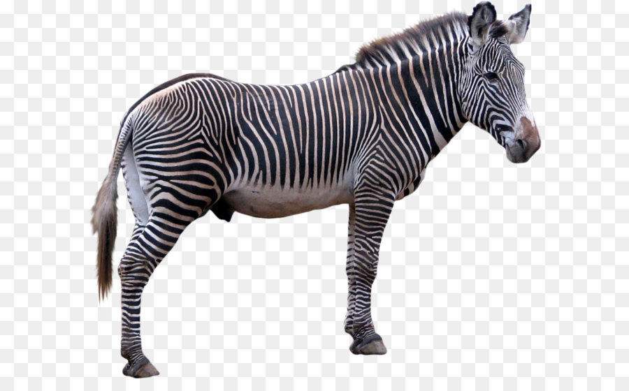 Stampante Zebra Technologies - zebra immagine png