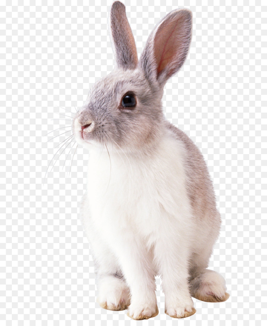 Thỏ Clip nghệ thuật - Thỏ Ảnh