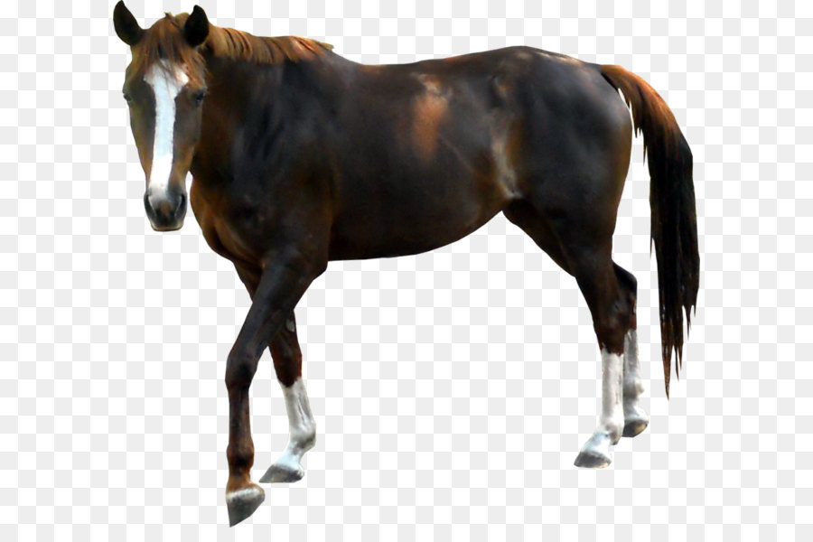 cavallo - Cavallo Immagine PNG