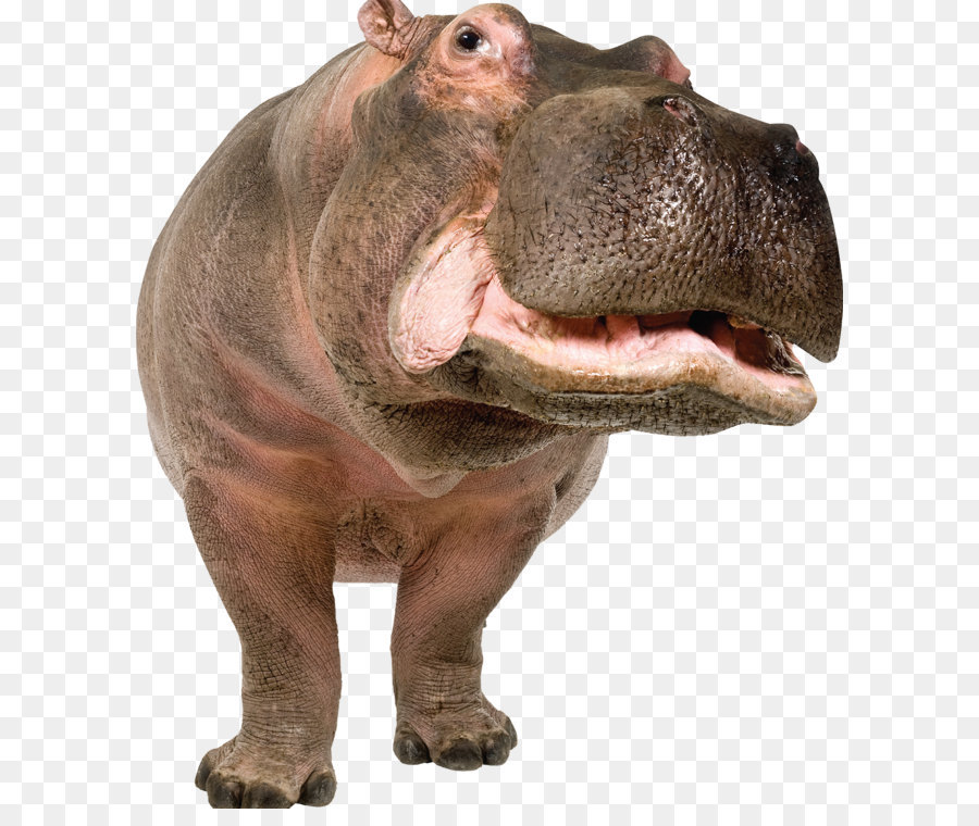 Pygmy Hippopotamus Snout