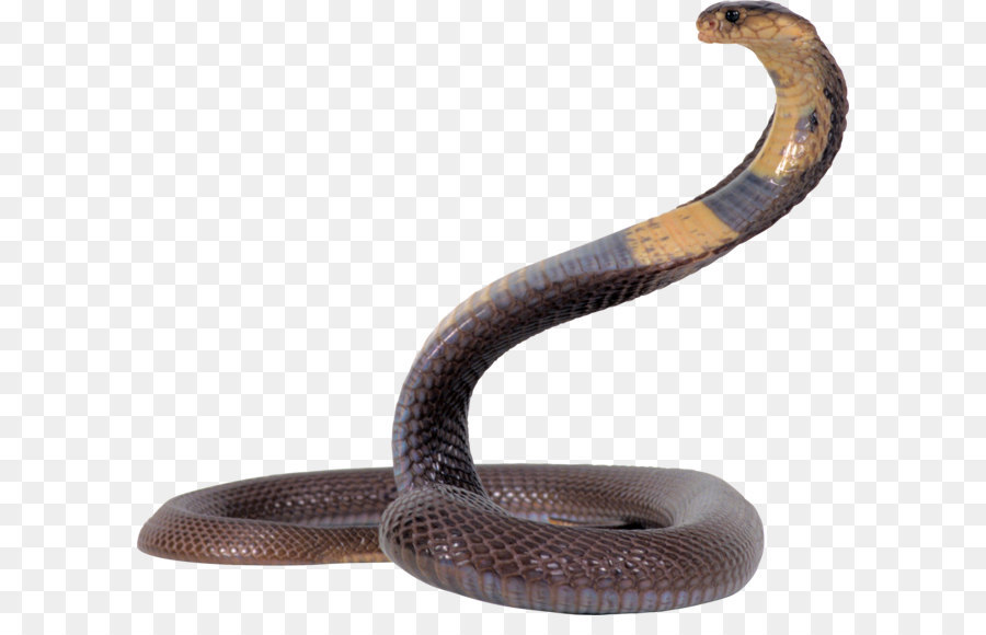 Schlange King cobra - Cobra Schlange PNG Bild, kostenlos Bild herunterladen