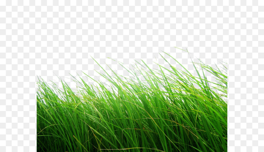 Khám phá nhiều hơn 110 hình nền cỏ xanh tuyệt vời nhất  thdonghoadian