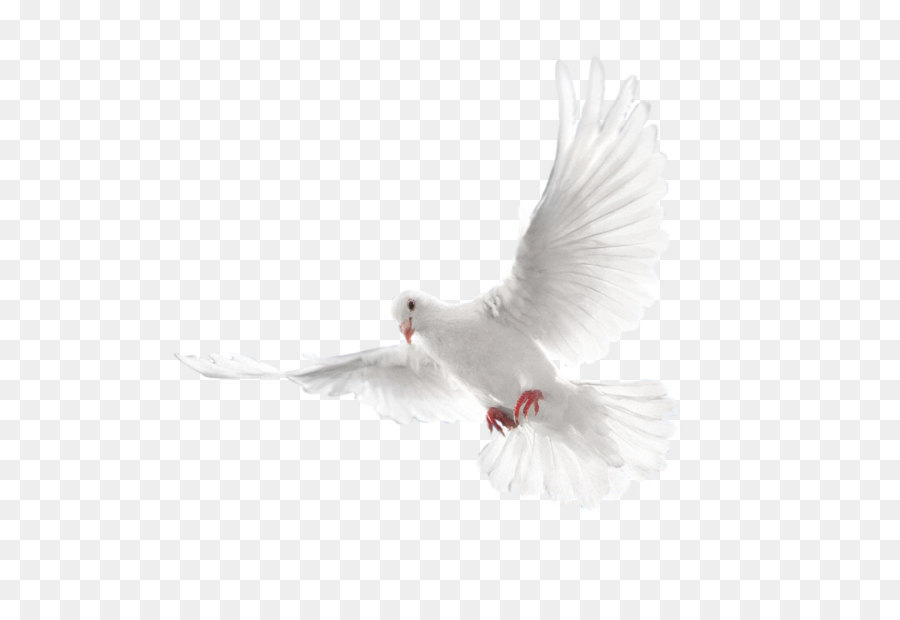 Columbidae Spirito Santo Colombe come simboli - Bianco flying pigeon immagine PNG