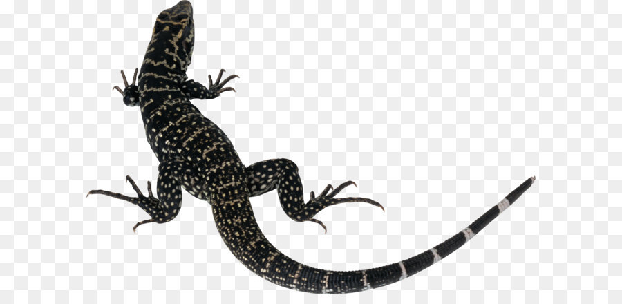 Lizard Camaleonti - Lizard PNG