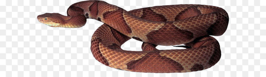Serpente Clip art - Snake immagine PNG immagine scaricare gratis
