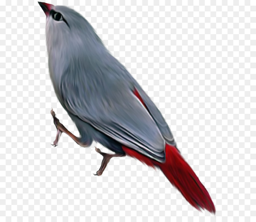 Uccello Clip art - uccello png