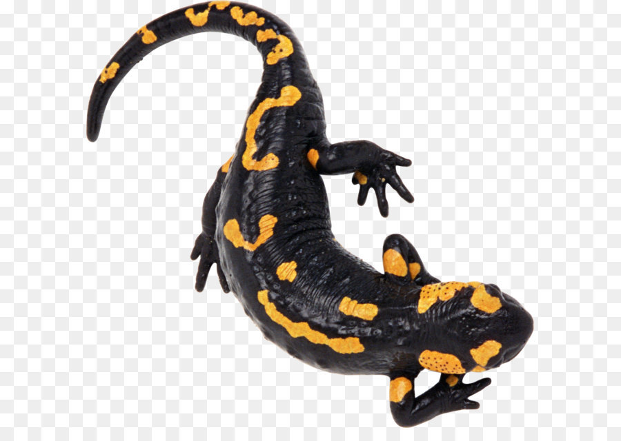 Nord Africa salamandra pezzata salamandra Alpina Caucasica salamander - Lizard PNG