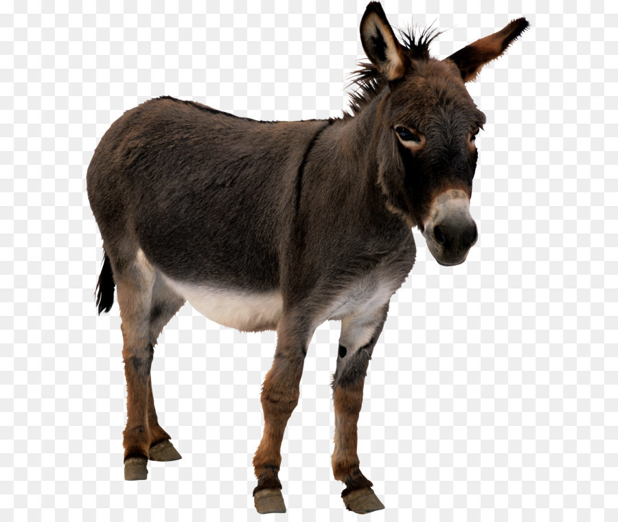 Donkey Cartoon png download - 2214*2551 - Free Transparent Mule png  Download. - CleanPNG / KissPNG