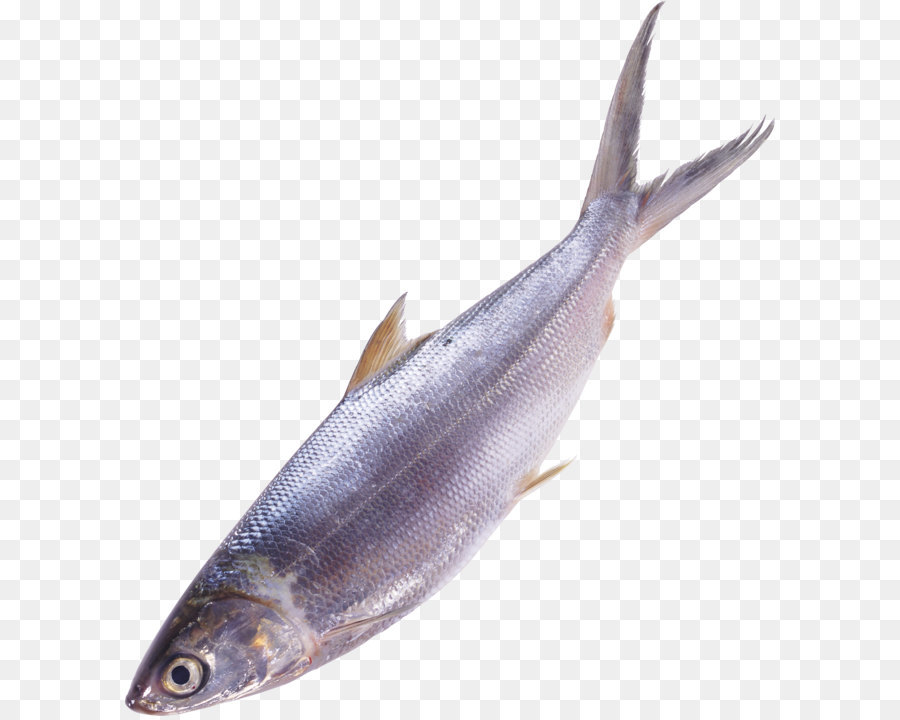 Fisch als Lebensmittel - Fisch PNG-Bild