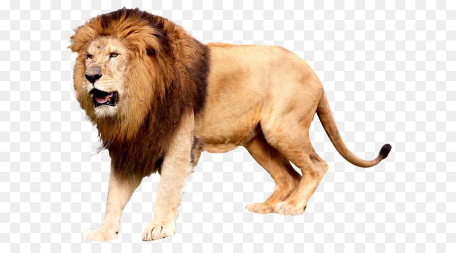 East African lion Symbol - löwe png