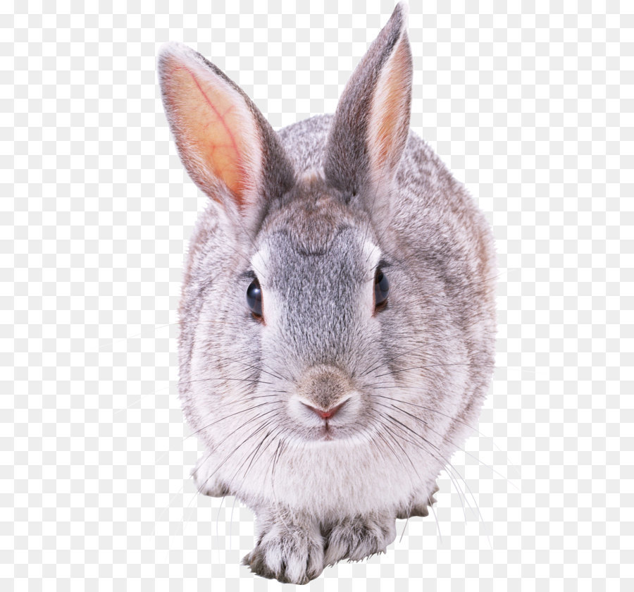 Pháp Lớp Hare Thỏ Clip nghệ thuật - Thỏ Ảnh
