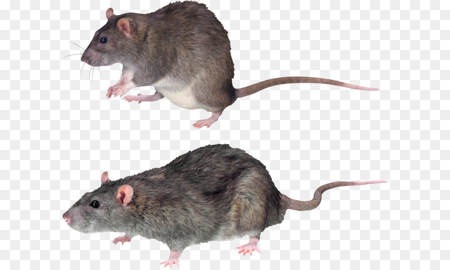 Rat Roditore Vertice ratto ratto Nero - topo, ratto immagine PNG