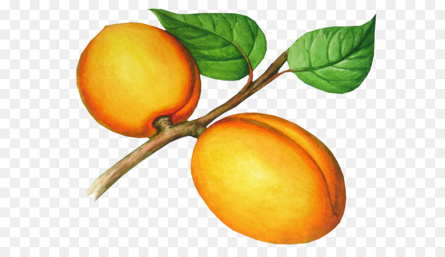 Pfirsich-Aprikose Frucht - Peach PNG Bild