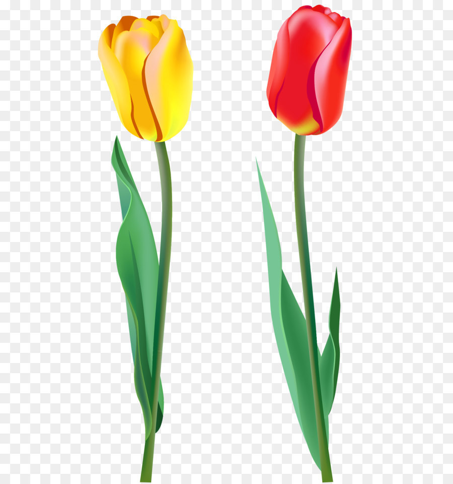 ClipArt tulipano - Tulip immagine PNG