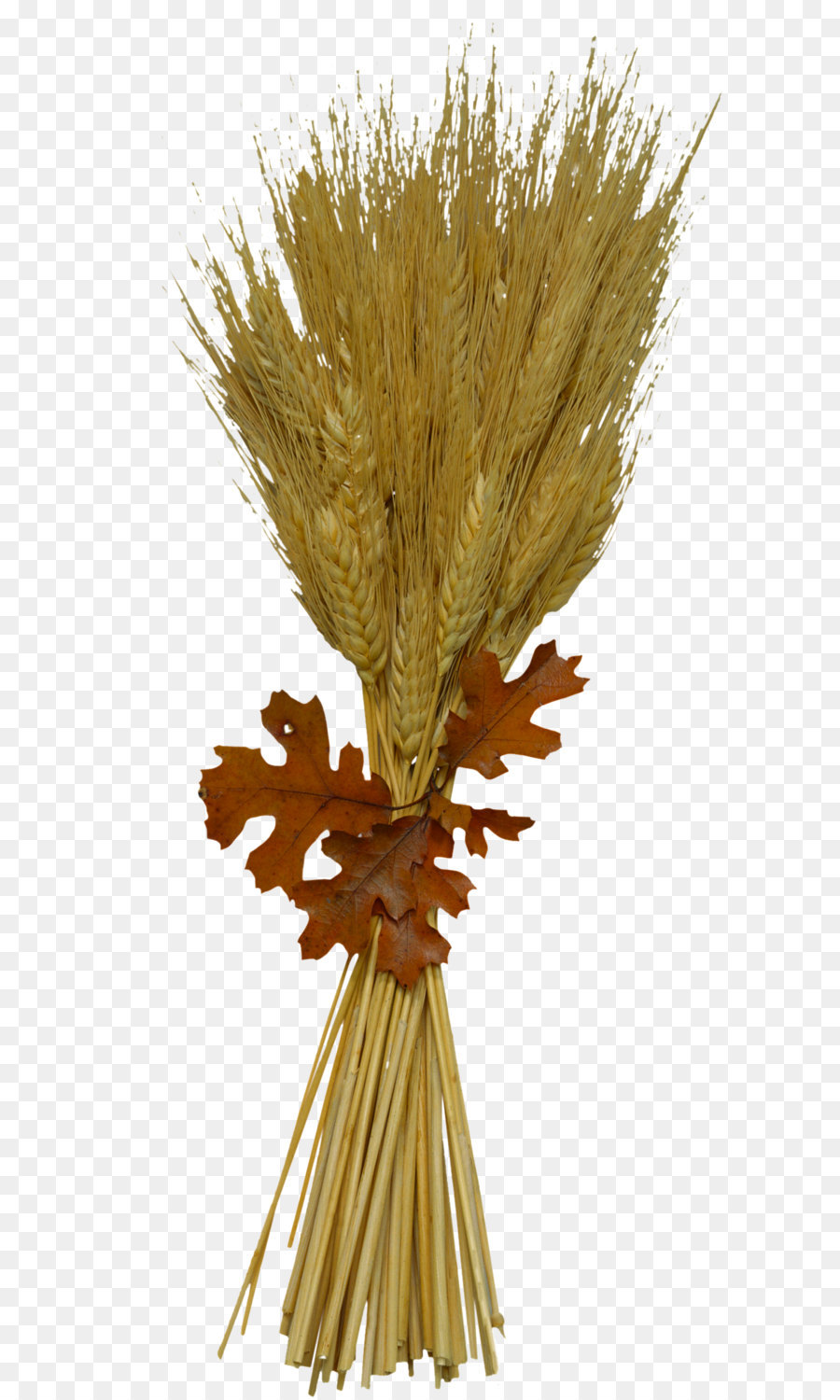 Wheat Ridge Durum-Weizen-Bauch: Verlieren Sie den Weizen zu, Verlieren Sie das Gewicht, und Finden Ihren Weg Zurück zu Gesundheit Getreide Weizen Allergie - Weizen PNG