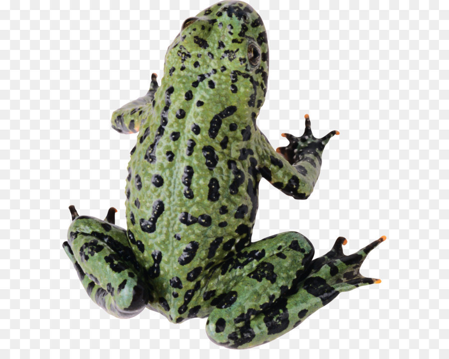 Frosch Clip art - Frosch PNG Bild