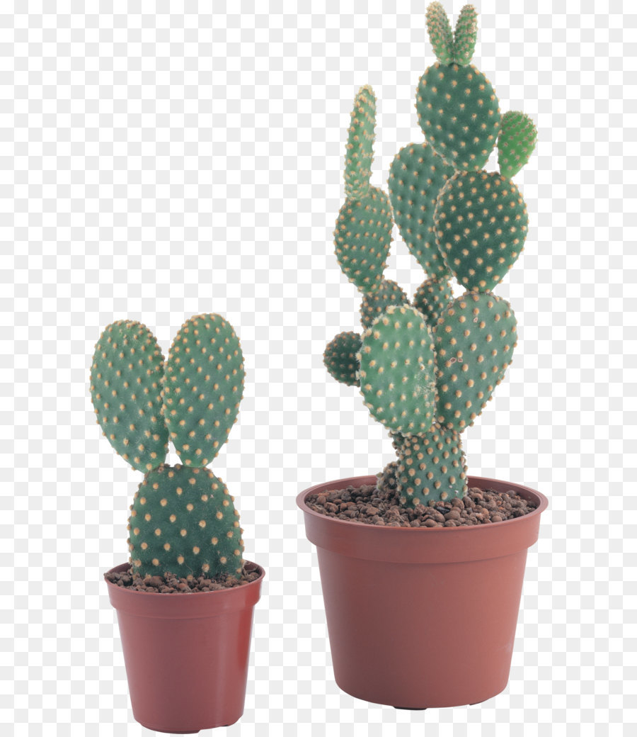 Cactus Cartoon