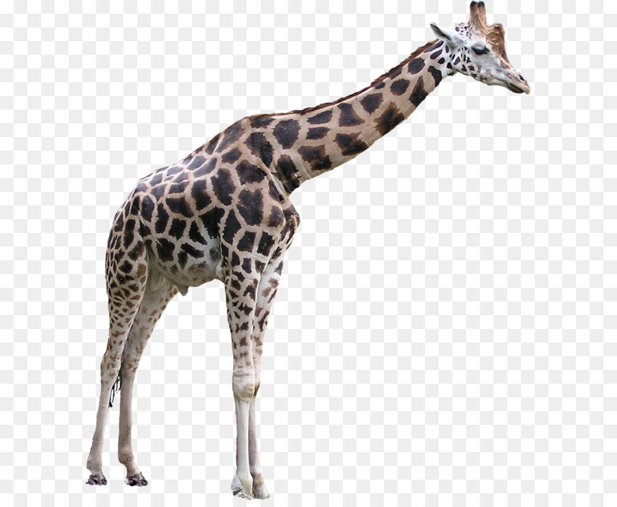 Giraffa Clip art - giraffa png