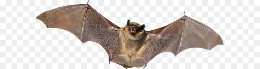 Bat Animale Volo Degli Uccelli Mammiferi - bat png