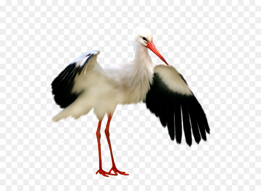 Weißstorch-Vogel-Bilderrahmen Clip-art - Storch PNG