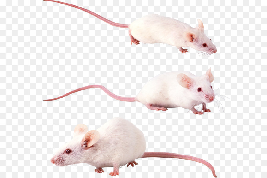 Criceto Gerbillo Ratto Sigmodontinae Mouse - topo, ratto immagine PNG