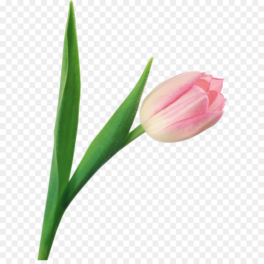 Tee-Sharing-Petal Flower - Tulip PNG Bild