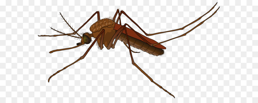 Muỗi Mở Rộng Véc Tơ Đồ Họa Bay - Muỗi PNG