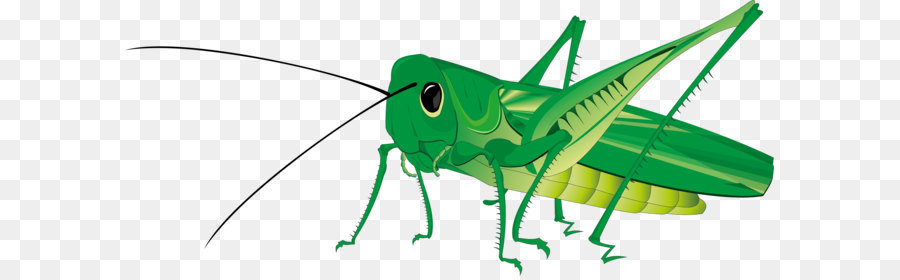 Cavalletta Clip art senza diritti d'autore - Grasshopper PNG