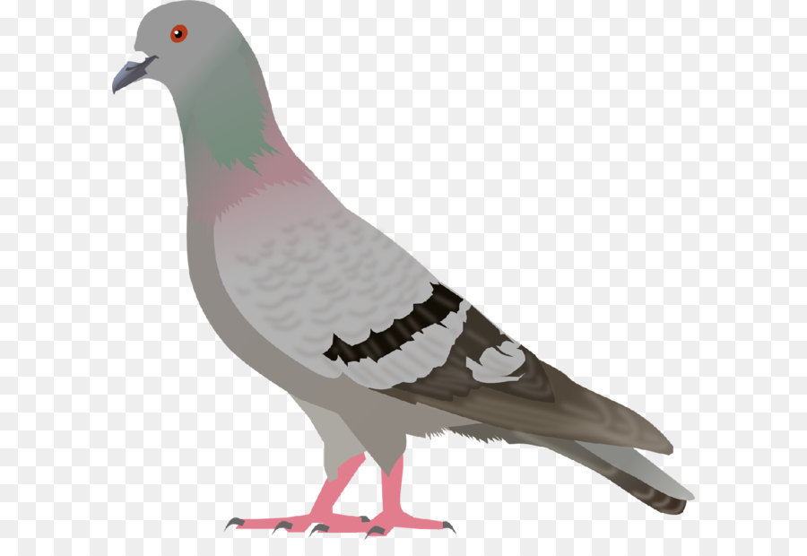 Dove Bird png download - 1103*1024 - Free Transparent English Carrier Pigeon  png Download. - CleanPNG / KissPNG