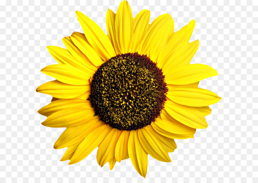 Common sunflower-Pixel-Computer-Datei - Sonnenblumen png