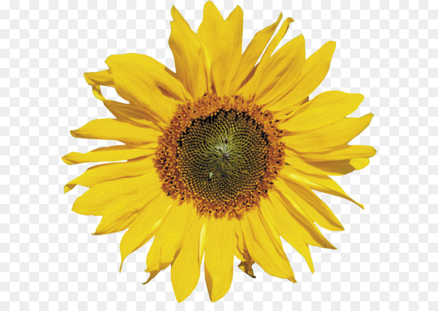 Gemeinsame Sonnenblume clipart - Sonnenblumen png
