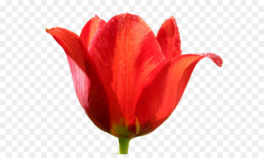Tulpe clipart - Tulip PNG Bild