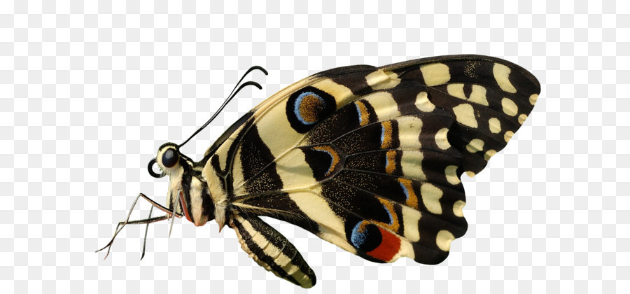 Schmetterling Insekt - Butterfly PNG Bild