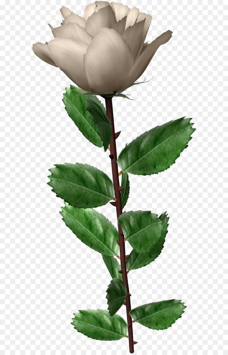 Giardino di rose rose Centifolia Flower - Rosa bianca immagine PNG, fiore rosa bianca immagine in PNG