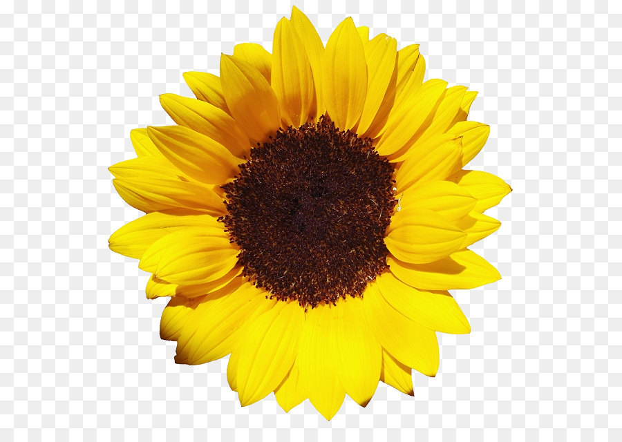 Sunflower Clipart Png Download 601 621 Free Transparent Common