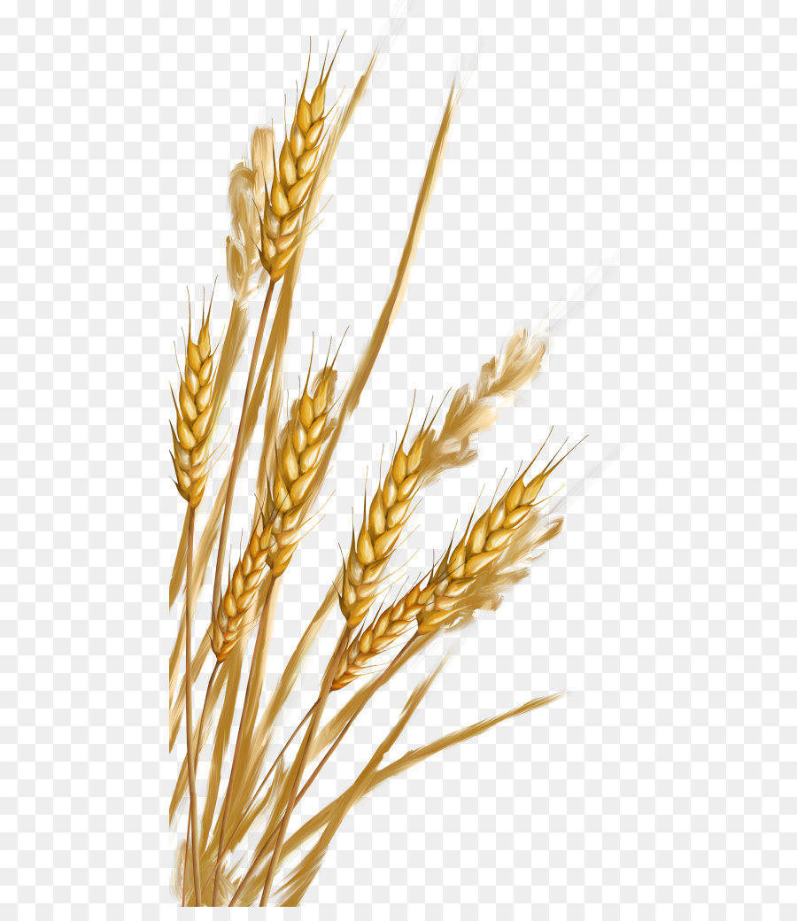 Wheat Cartoon png download - 518*1024 - Free Transparent Wheat png  Download. - CleanPNG / KissPNG