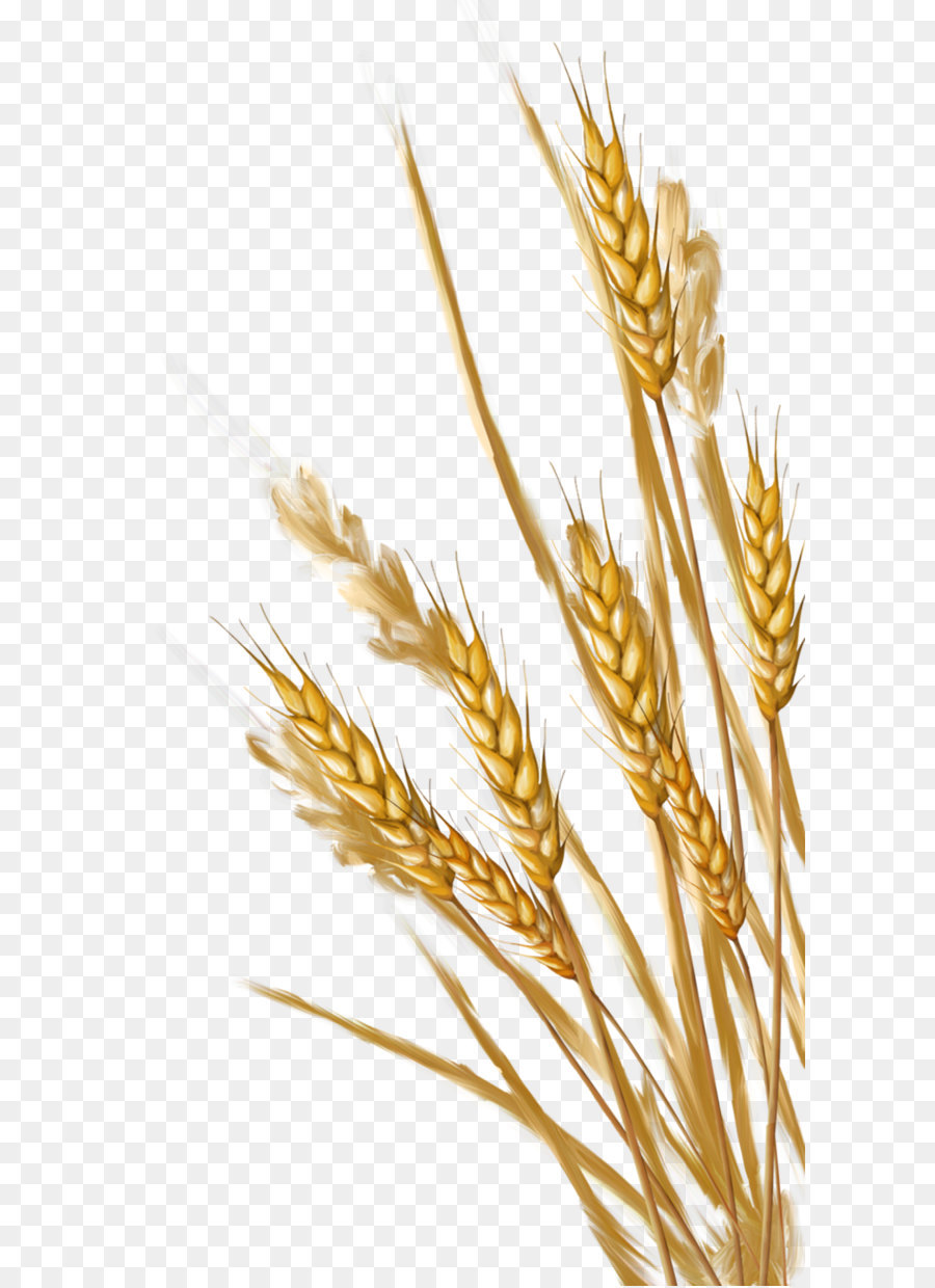 Wheat Cartoon png download - 982*1871 - Free Transparent Wheat png  Download. - CleanPNG / KissPNG