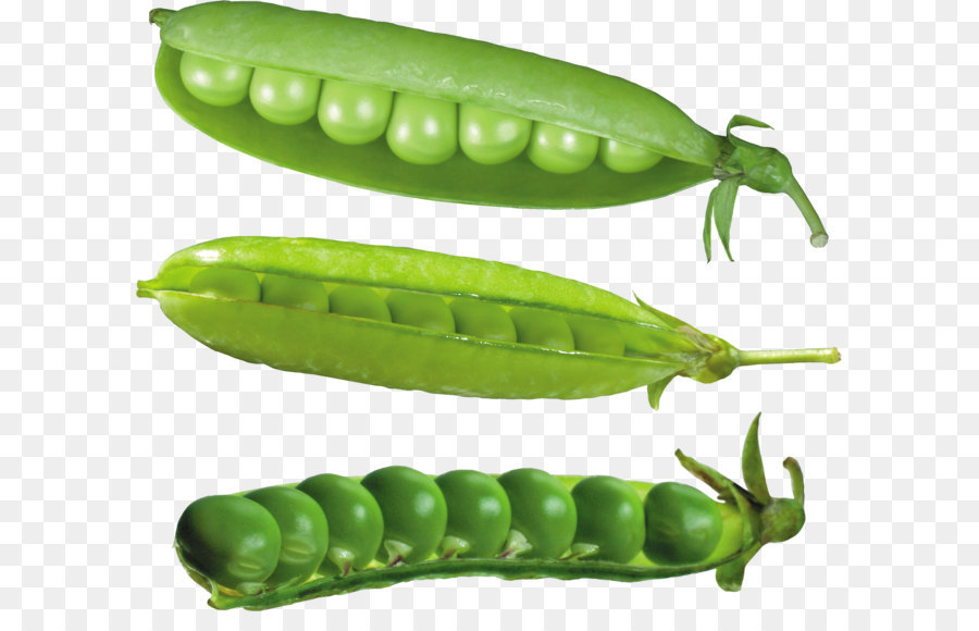 Tuyết hạt đậu Chung Bean Đậu - Hạt đậu PNG