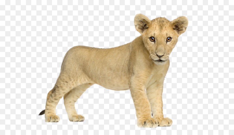 Löwe Tiger - Lion PNG Bild, kostenlos Bild download, Bild, Löwen
